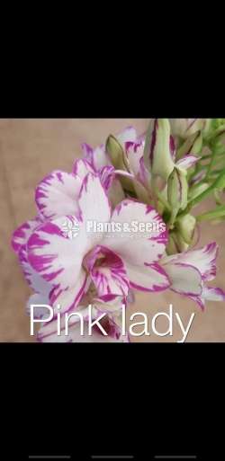 Dendrobium (වර්ණ මිශ්‍ර ඩෙන්ඩ්‍රෝබියම් පැල)