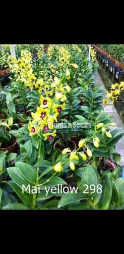 Dendrobium (වර්ණ මිශ්‍ර ඩෙන්ඩ්‍රෝබියම් පැල)