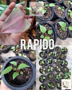 Anthurium -Rapido