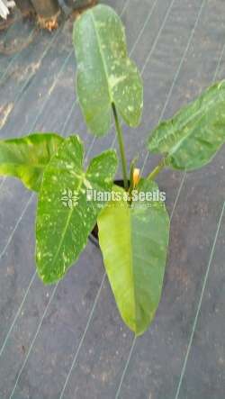 Philodendron collection