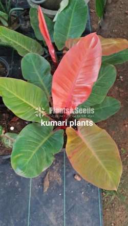 Philodendron collection