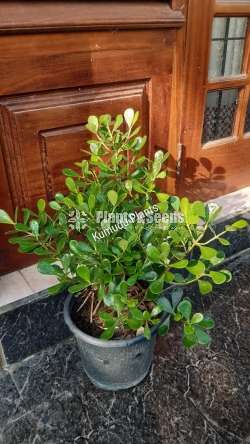 Fiscus (පෙති නුග)