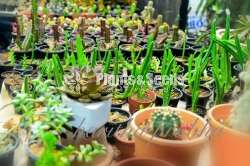 Cactus for sale (කැක්ටස්)