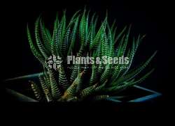 Cactus for sale (කැක්ටස්)