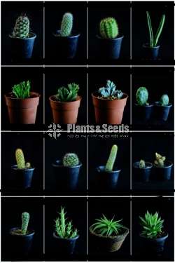 Cactus for sale (කැක්ටස්)