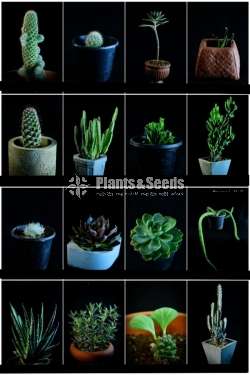 Cactus for sale (කැක්ටස්)