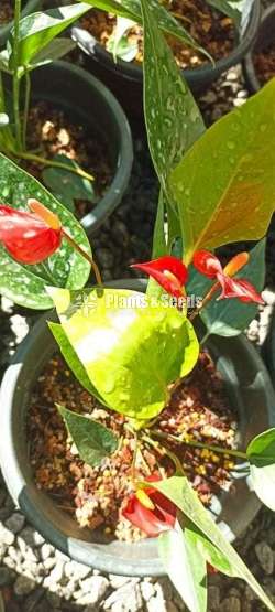 Anthurium Package