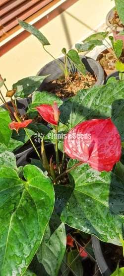 Anthurium Package