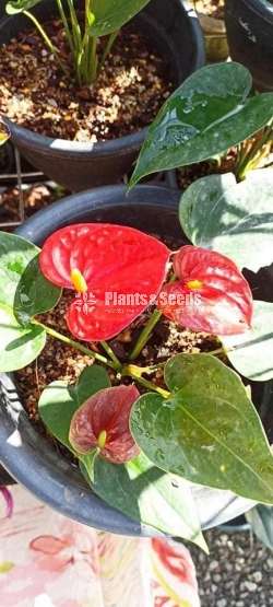 Anthurium Package