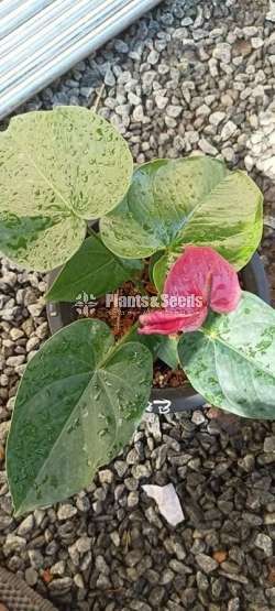 Anthurium package with Utha