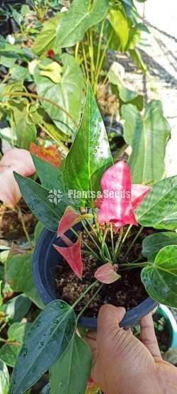 Anthurium package with Utha