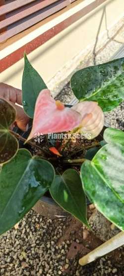 Anthurium package with Utha