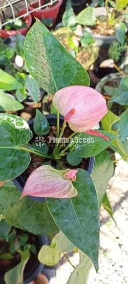 Anthurium package with Utha