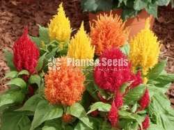 Celosia (වර්ග 6කින් සිලෝසියා බීජ)