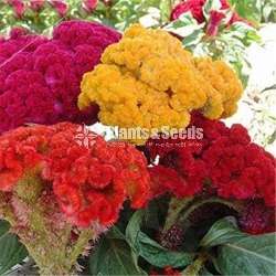 Celosia (වර්ග 6කින් සිලෝසියා බීජ)