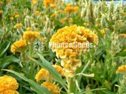 Celosia (වර්ග 6කින් සිලෝසියා බීජ)
