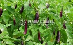 Vegetable seeds (එලවළු වර්ග 20ක බීජ)