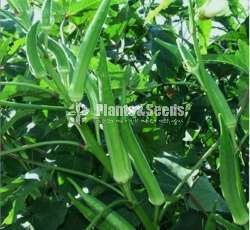 Vegetable seeds (එලවළු වර්ග 20ක බීජ)