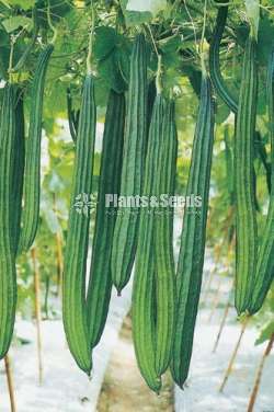 Vegetable seeds (එලවළු වර්ග 20ක බීජ)