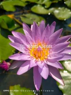Lilac water plants (මල් සහිත ශාක)