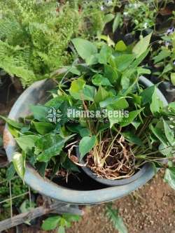 Lady jane anthurium(ලේඩ් ජේන්)