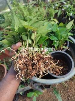 Lady jane anthurium(ලේඩ් ජේන්)