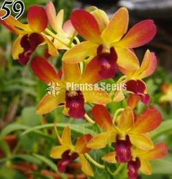Orchid collection sale