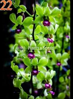 Orchid collection sale