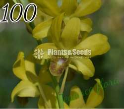 Orchid collection sale
