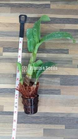 Orchid collection sale