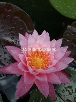 Fire opal water lily
