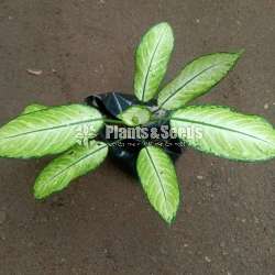 Calatheya plants for sale