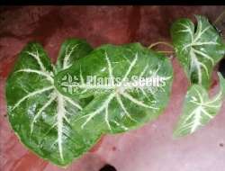 Calatheya plants for sale