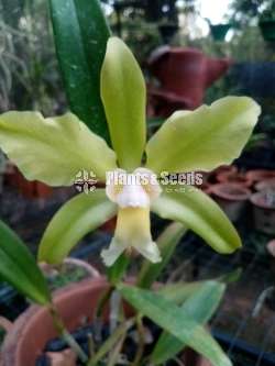 Cattleya orchids