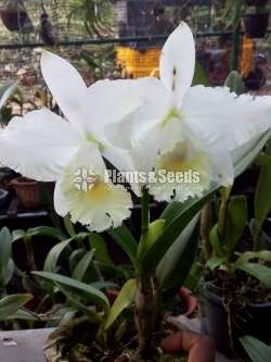 Cattleya orchids