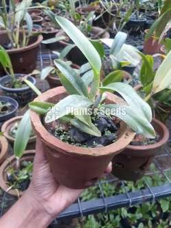 Cattleya orchids