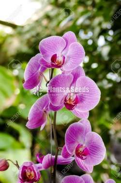 phalaenopsis Orchids (පැලනොප්සිස් )