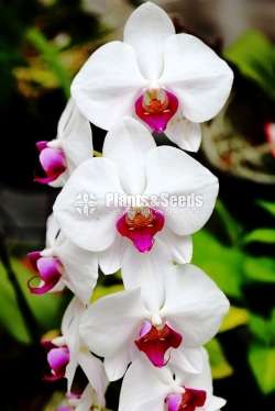 phalaenopsis Orchids (පැලනොප්සිස් )