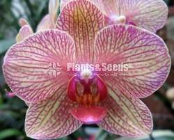 phalaenopsis Orchids (පැලනොප්සිස් )