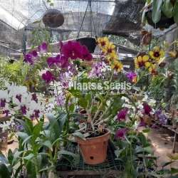 Dendrobium orchid