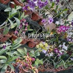 Dendrobium orchid