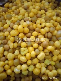Osmocote (ඔස්මාකොට් )