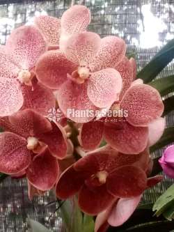 Vanda ( පොඩි පැල)