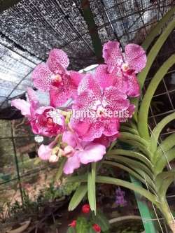 Vanda ( පොඩි පැල)