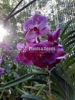 Vanda ( පොඩි පැල)