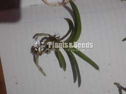 Vanda ( පොඩි පැල)
