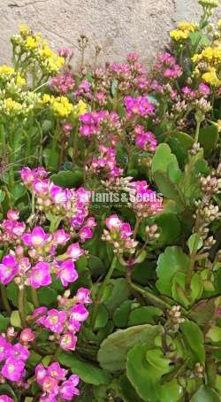 Kalanchcho  (කලංච්ච් )