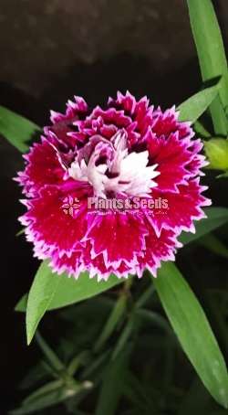 Dianthus (ඩයන්තාස් )