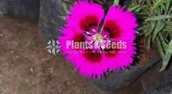 Dianthus (ඩයන්තාස් )