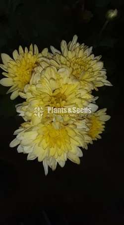 Kapuru (කපුරැ) Chrysanthemum